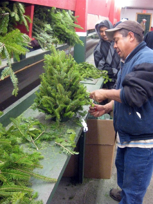 Wreaths Across America Latino worker