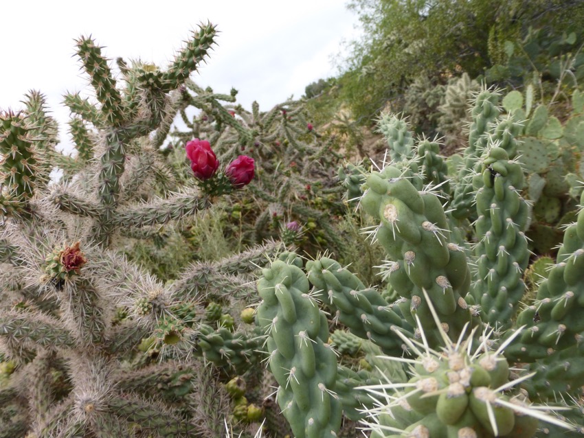 Beatuiful knarly cacti behind Mel and Mellisa's home