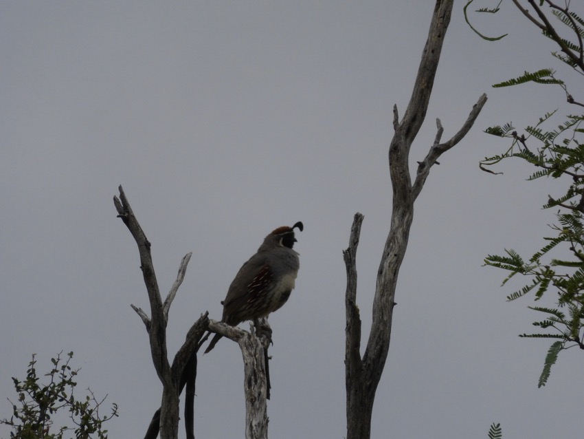 Desert bird